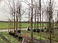 Sierappel - vrucht- / fruitboom - afbeelding 1 van  3
