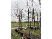 Sierappel - vrucht- / fruitboom - afbeelding 2 van  3