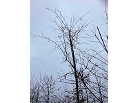 Sierappel - vrucht- / fruitboom - afbeelding 3 van  3