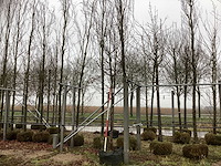 Sierappel - vrucht- / fruitboom - afbeelding 1 van  3