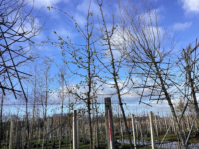 Sierappel - vrucht- / fruitboom - afbeelding 1 van  2