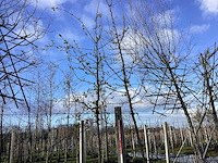 Sierappel - vrucht- / fruitboom - afbeelding 1 van  2