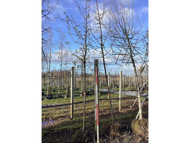 Sierappel - vrucht- / fruitboom - afbeelding 2 van  2