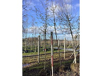 Sierappel - vrucht- / fruitboom - afbeelding 2 van  2