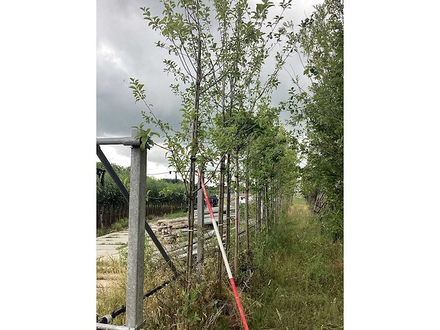 Sierappel - vrucht- / fruitboom - afbeelding 2 van  2