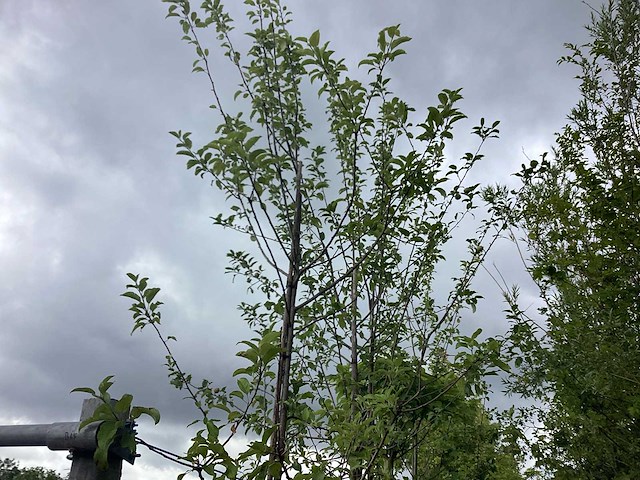Sierappel - vrucht- / fruitboom - afbeelding 2 van  2