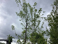 Sierappel - vrucht- / fruitboom - afbeelding 2 van  2