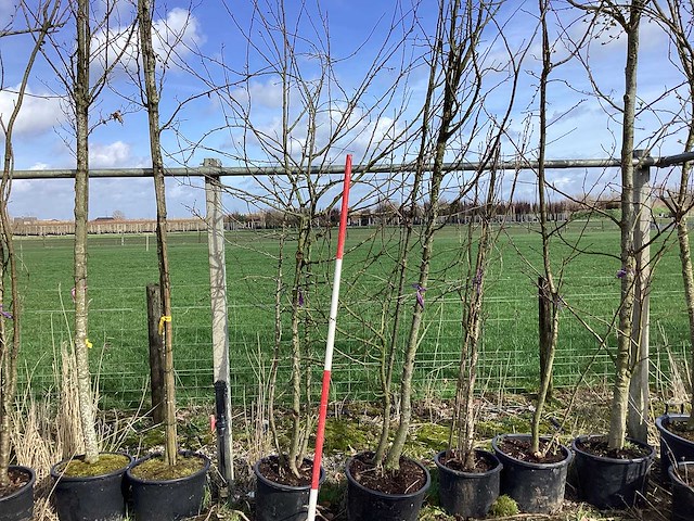 Sierappel - vruchten/fruitbomen (2x) - afbeelding 1 van  2