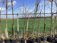 Sierappel - vruchten/fruitbomen (2x) - afbeelding 1 van  2