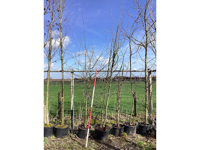 Sierappel - vruchten/fruitbomen (2x) - afbeelding 2 van  2