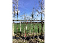 Sierappel - vruchten/fruitbomen (2x) - afbeelding 2 van  2