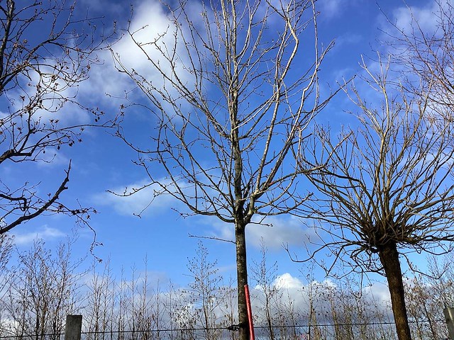 Sierappel - vruchten/fruitbomen - afbeelding 1 van  2