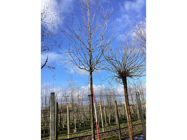 Sierappel - vruchten/fruitbomen - afbeelding 2 van  2