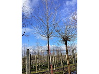 Sierappel - vruchten/fruitbomen - afbeelding 2 van  2