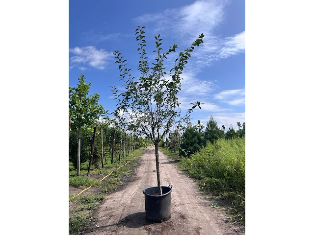 Sierappel, malus 'red sentinel', bloesemboom, rode sierappeltjes, ca. 2 m hoog - afbeelding 1 van  2