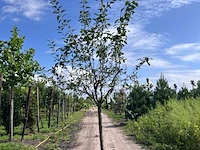 Sierappel, malus 'red sentinel', bloesemboom, rode sierappeltjes, ca. 2 m hoog