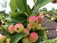 Sierappel, malus 'red sentinel', bloesemboom, rode sierappeltjes, ca. 2 m hoog - afbeelding 2 van  2
