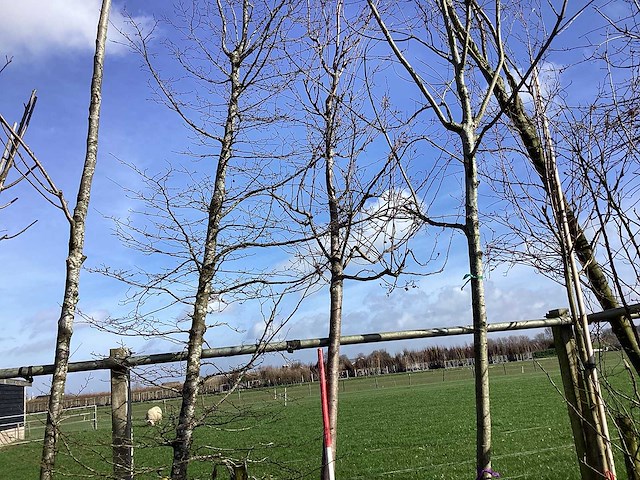 Sierappelboom - vormboom - afbeelding 1 van  2