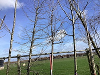 Sierappelboom - vormboom - afbeelding 1 van  2