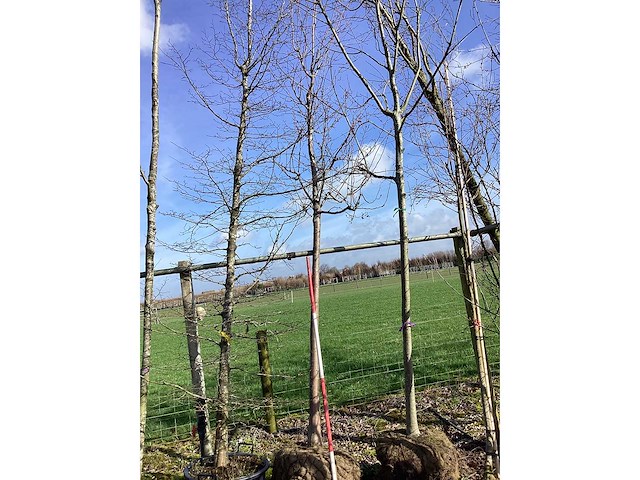 Sierappelboom - vormboom - afbeelding 2 van  2