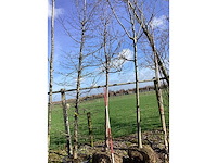 Sierappelboom - vormboom - afbeelding 2 van  2