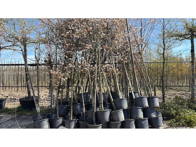 Sierboom (35x) - afbeelding 1 van  2