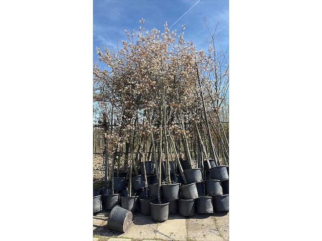 Sierboom (35x) - afbeelding 2 van  2