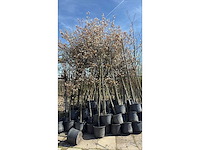 Sierboom (35x) - afbeelding 2 van  2