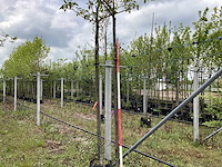 Sierkers - bolboom (2x) - afbeelding 1 van  3