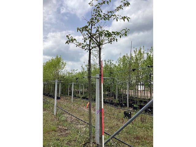 Sierkers - bolboom (2x) - afbeelding 2 van  3