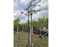 Sierkers - bolboom (2x) - afbeelding 2 van  3