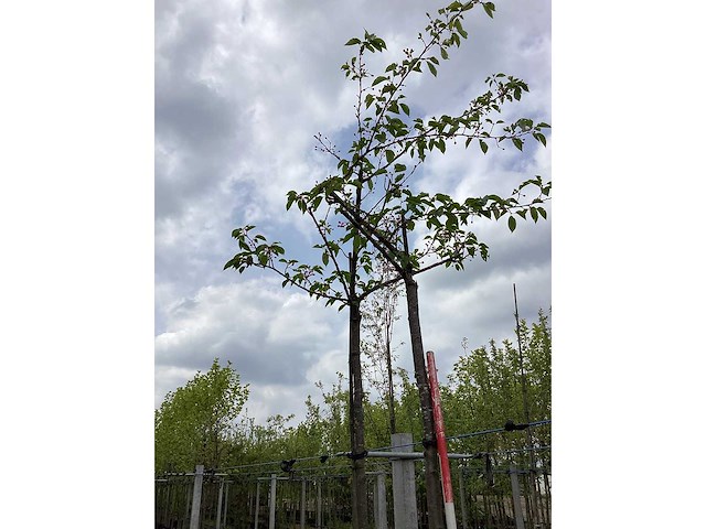 Sierkers - bolboom (2x) - afbeelding 3 van  3
