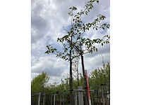 Sierkers - bolboom (2x) - afbeelding 3 van  3