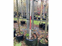 Sierkers - knotboom