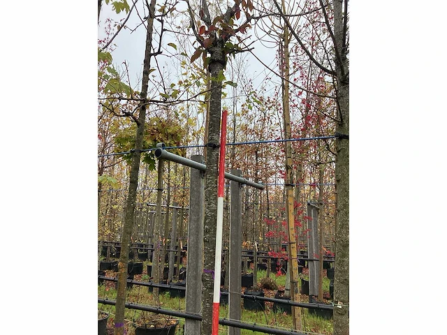 Sierkers - knotboom - afbeelding 1 van  1