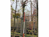 Sierkers - knotboom