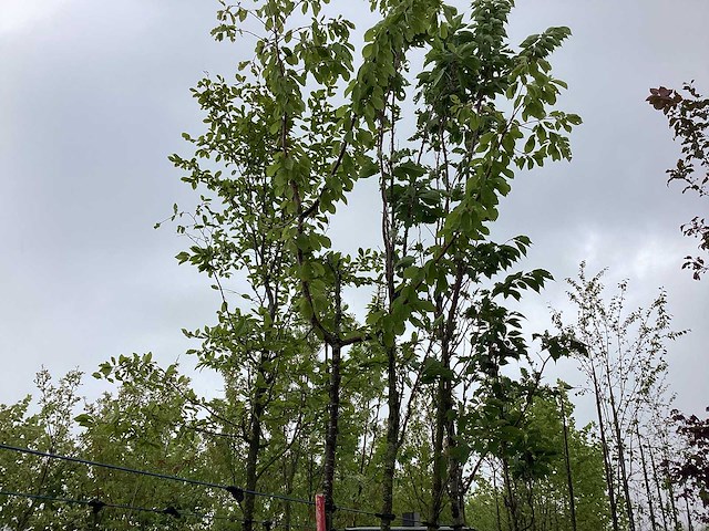 Sierkers - laanboom - afbeelding 1 van  2