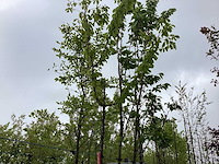 Sierkers - laanboom - afbeelding 1 van  2