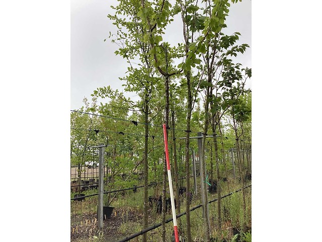 Sierkers - laanboom - afbeelding 2 van  2