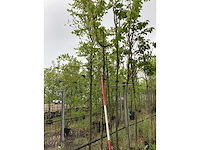 Sierkers - laanboom - afbeelding 2 van  2