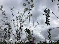 Sierkers - laanboom - afbeelding 2 van  2