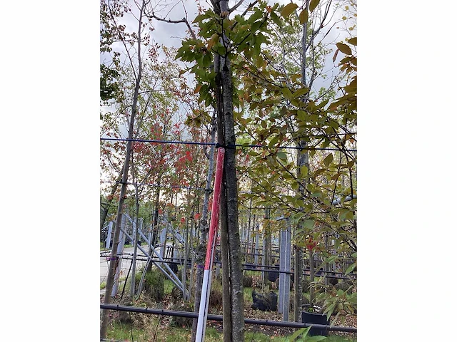 Sierkers - laanboom - afbeelding 1 van  1