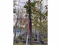 Sierkers - laanboom