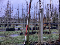 Sierkers - parkboom - afbeelding 1 van  3