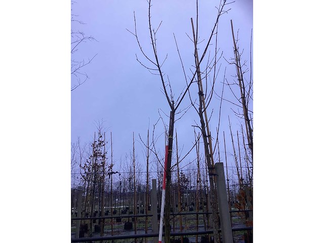 Sierkers - parkboom - afbeelding 2 van  3