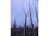Sierkers - parkboom - afbeelding 2 van  3