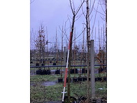 Sierkers - parkboom - afbeelding 3 van  3