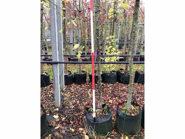 Sierkers - parkboom - afbeelding 1 van  1