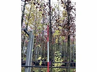 Sierkers - parkboom - afbeelding 2 van  3