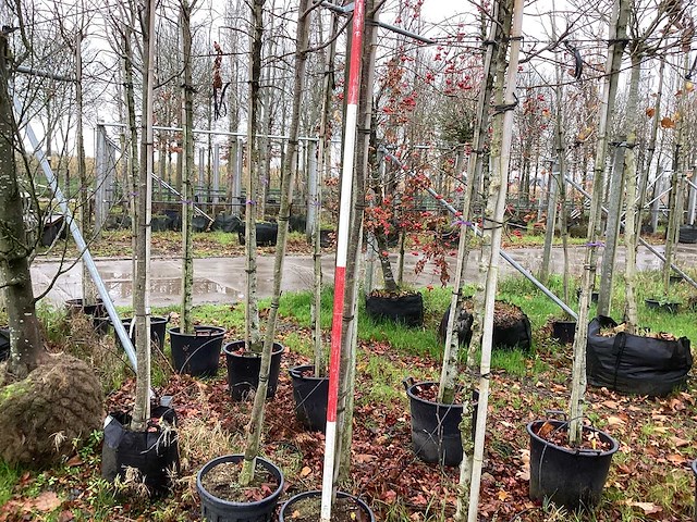 Sierkers - sierboom (2x) - afbeelding 1 van  3